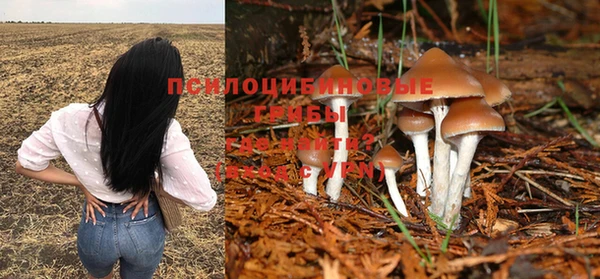 стафф Алзамай